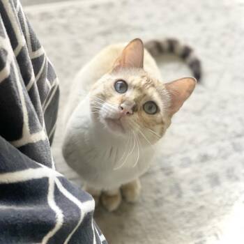 Rescue Bengal Cats for Adoption in Long Beach, California - Pikachu | PetCurious