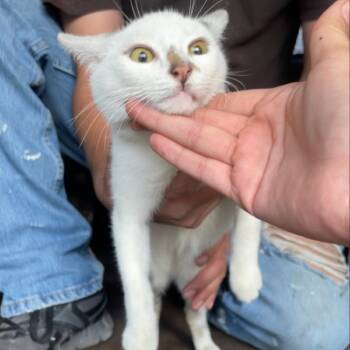 Rescue Domestic Short Hair Cats for Adoption in Long Beach, California - Cranberry | PetCurious