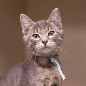 Lust -  Domestic Short Hair Cat for Adoption in Mentor, Ohio - Lust | PetCurious
