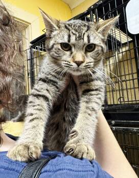 Tabby Cats Available for Adoption in Perth Amboy, New Jersey - Brittany | PetCurious