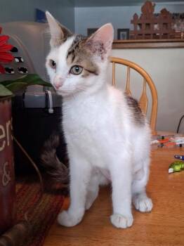 Betty P -  Domestic Short Hair Cat for Adoption in Ogden, Utah - Betty P | PetCurious
