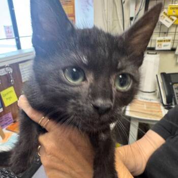 Zinger -  Domestic Short Hair Cat for Adoption in Lakewood, California - Zinger | PetCurious