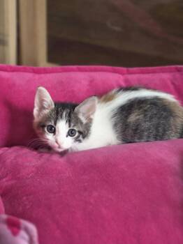 Emmy      KK -  Domestic Short Hair Cat for Adoption in Metamora, Illinois - Emmy      KK | PetCurious