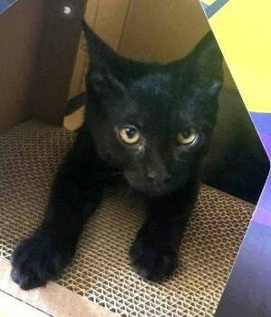 Ozzy -  Domestic Short Hair Cat for Adoption in Greenfield, Indiana - Ozzy | PetCurious