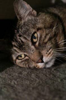 Domestic Short Hair Cats Available for Adoption in Portland, Oregon - Zaddy | PetCurious