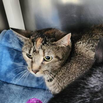 Red -  Domestic Short Hair Cat for Adoption in Wilmington, Delaware - Red | PetCurious