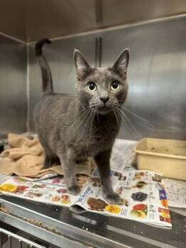 Russian Blue and Domestic Short Hair Cats Available for Adoption - Korat | PetCurious