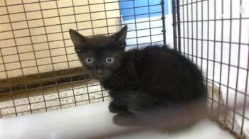 Domestic Short Hair Cats Available for Adoption in Doral, Florida - PANCITO | PetCurious