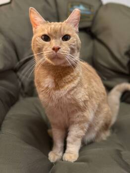 Rescue Domestic Short Hair Cats for Adoption in Fruit Heights, Utah - Tortilla | PetCurious