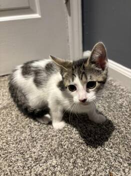 Dove -  Domestic Short Hair Cat for Adoption in Salisbury, North Carolina - Dove | PetCurious