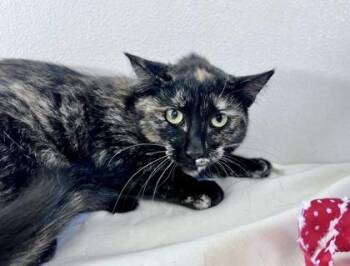 Domestic Short Hair Cats Available for Adoption - Candy Apple | PetCurious