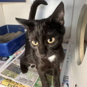 King Julien III -  Domestic Short Hair Cat for Adoption in San Antonio, Texas - King Julien III | PetCurious