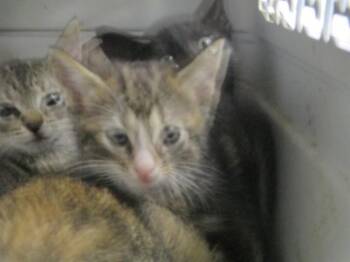 RHAENYS -  Domestic Short Hair Cat for Adoption in Ocala, Florida - RHAENYS | PetCurious