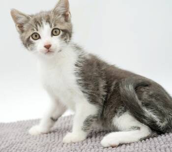 Oakley is our superstar - so cool and a bit floofy -  Tabby and Turkish Van Cat for Adoption in Bedford Hills, New York - Oakley Is Our Superstar - So Cool And A Bit Floofy | PetCurious
