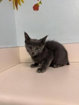 Zeke -  Domestic Short Hair Cat for Adoption in Harbor Springs, Michigan - Zeke | PetCurious