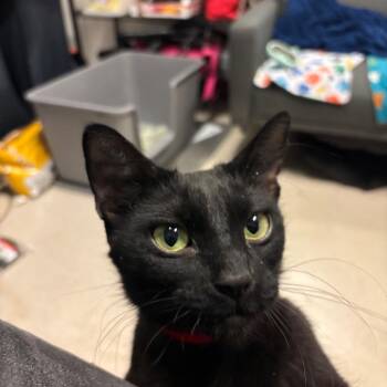 Lucy -  Domestic Short Hair Cat for Adoption in Chicago, Illinois - Lucy | PetCurious