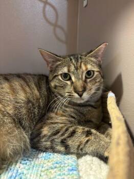 Purrsephone -  Domestic Short Hair Cat for Adoption in The Colony, Texas - Purrsephone | PetCurious