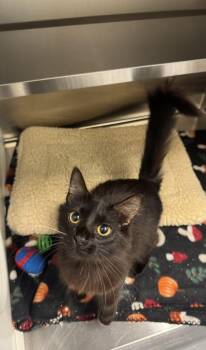Karma -  Domestic Short Hair Cat for Adoption in Hilton Head Island, South Carolina - Karma | PetCurious