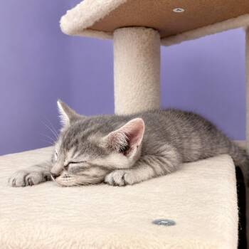 Snow -  Domestic Short Hair Cat for Adoption in Hopkinton, Massachusetts - Snow | PetCurious