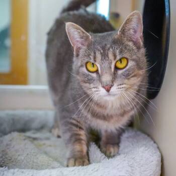 Rescue Domestic Short Hair Cats for Adoption - Tostada | PetCurious
