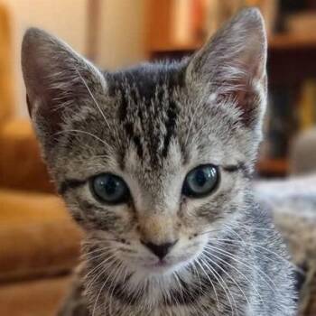 Maggie 2 -  Domestic Short Hair Cat for Adoption in Cumming, Georgia - Maggie 2 | PetCurious