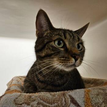 Domestic Short Hair Cats Available for Adoption - Meatball | PetCurious