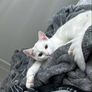 Domestic Short Hair Cats Available for Adoption - Celine | PetCurious