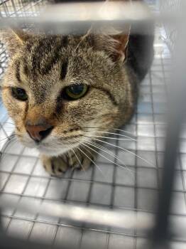 Domestic Short Hair Cats Available for Adoption in Morgantown, Kentucky - Abbott Cat 16 | PetCurious