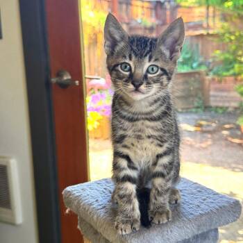 Parsley -  Domestic Short Hair Cat for Adoption in Belfair, Washington - Parsley | PetCurious