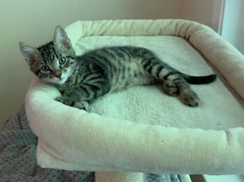 Arlo -  Tabby and Domestic Short Hair Cat for Adoption in Buford, Georgia - Arlo | PetCurious