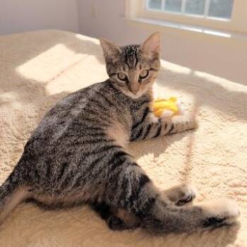 Erica Bloom the Queen of Cuddles -  Tabby and Domestic Short Hair Cat for Adoption in Friendswood, Texas - Erica Bloom The Queen Of Cuddles | PetCurious