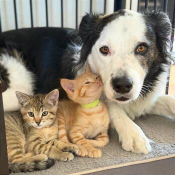 A1047283 Ratt -  Domestic Short Hair Cat for Adoption in Pleasant Hill, California - A1047283 Ratt | PetCurious