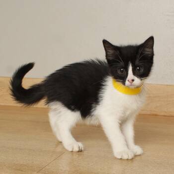 Paige C70384 -  Domestic Short Hair Cat for Adoption in Minnetonka, Minnesota - Paige C70384 | PetCurious