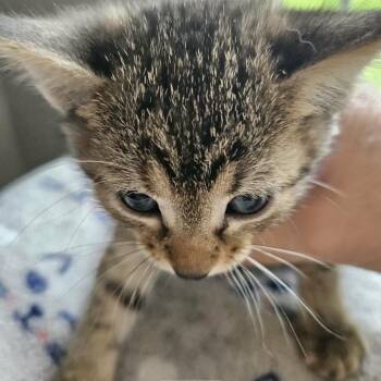 Domestic Short Hair Cats Available for Adoption in Fairway, Kansas - McKay | PetCurious