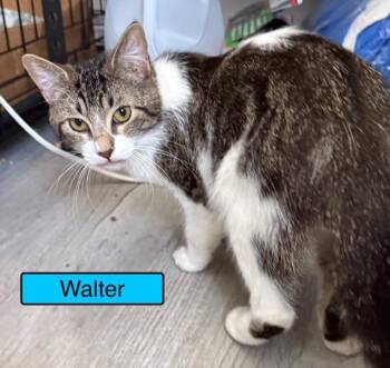 Domestic Short Hair Cats Available for Adoption - Walter | PetCurious