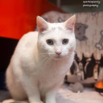 Eirin -  Domestic Short Hair Cat Available for Adoption in Ridgefield, Connecticut - Eirin | PetCurious
