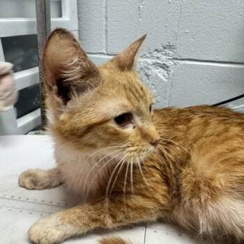 Washington -  Domestic Short Hair Cat for Adoption in West Chester, Pennsylvania - Washington | PetCurious