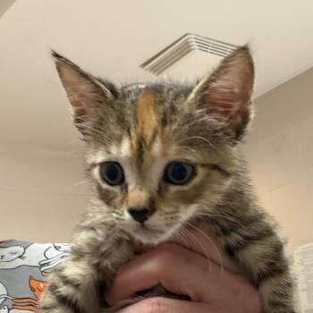 May -  Domestic Short Hair Cat for Adoption in Zanesville, Ohio - May | PetCurious