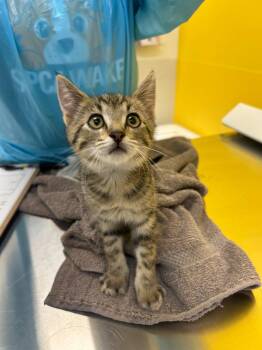 Jamie Tartt -  Domestic Short Hair Cat for Adoption in Raleigh, North Carolina - Jamie Tartt | PetCurious