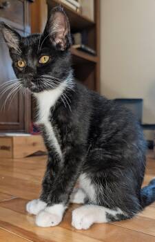 Tux -  Domestic Short Hair Cat for Adoption in Wakefield, Quebec - Tux | PetCurious