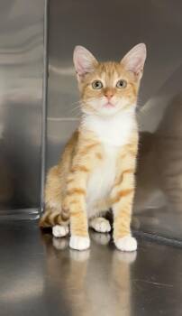 Blossom -  Domestic Short Hair Cat for Adoption in Montville, New Jersey - Blossom | PetCurious