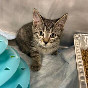 Jace -  Domestic Short Hair Cat for Adoption in West Palm Beach, Florida - Jace | PetCurious