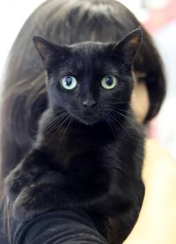 Midnight is so misunderstood - TINY KITTEN SIZED ANGEL - VIDEOS  -  Bombay Cat for Adoption in Bedford Hills, New York - Midnight Is So Misunderstood - TINY KITTEN SIZED ANGEL - VIDEOS  | PetCurious