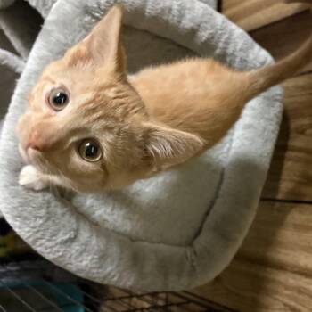 Fiero -  Domestic Short Hair Cat for Adoption in Garden City, Michigan - Fiero | PetCurious