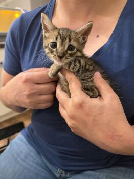 Domestic Short Hair Cats Available for Adoption in Camden, South Carolina - Hard Hat (Available For Pre-adoption) | PetCurious