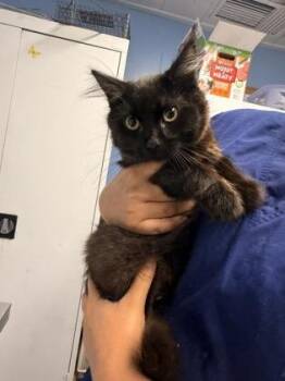 Donnie -  Domestic Short Hair Cat for Adoption in Roseville, California - Donnie | PetCurious