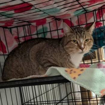 Rescue Domestic Short Hair Cats for Adoption in Greenville, Pennsylvania - Big Banjo | PetCurious