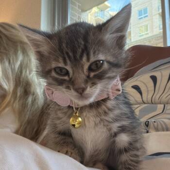 Piglet -  Domestic Short Hair Cat for Adoption in Dallas, Texas - Piglet | PetCurious