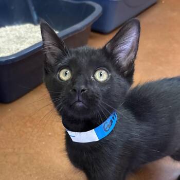 Domestic Short Hair Cats Available for Adoption in Goleta, California - Garrett Carrot | PetCurious