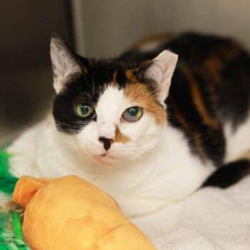 Phyllis -  Domestic Short Hair Cat for Adoption in Atlanta, Georgia - Phyllis | PetCurious